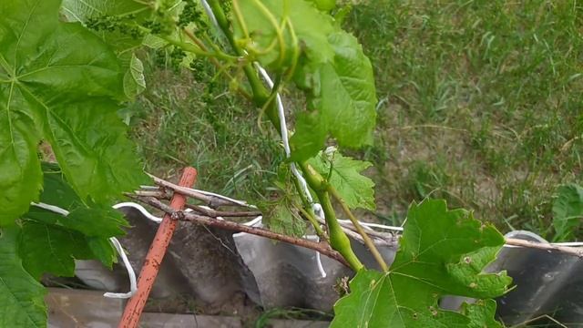 Антракноз на винограде. смотреть онлайн