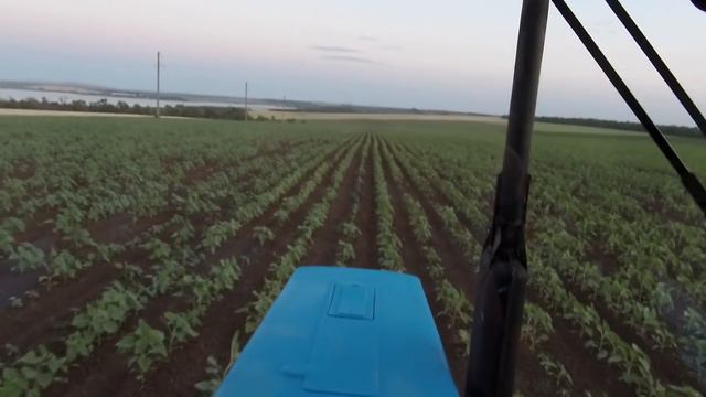 Трактор МТЗ 82.1 опрыскивание подсолнечника смотреть онлайн