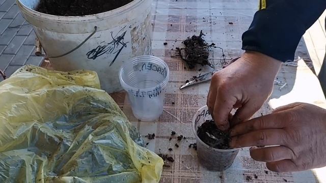 Корневые почки малины! Как правильно посадить корневые почки малины! /Размножение малины/! смотреть онлайн