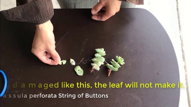 How To Properly Propagate Crassula Perforata / String Of Buttons Using Stem Cuttings