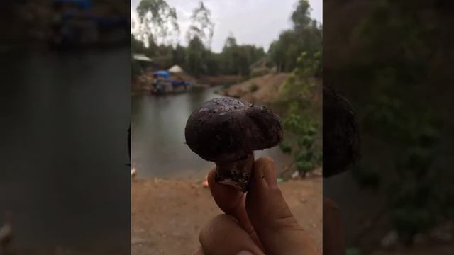 #nhận dạng nấm tràm#nấm tràm tự nhiên # chế biến nấm tràm làm món ăn#Melaleuca mushroom смотреть онлайн