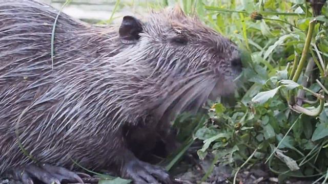На Шарташе горожане встретили нутрию смотреть онлайн