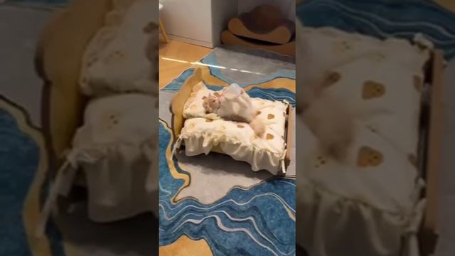 Очередное доказательство, что в «Том и Джерри» всe правда смотреть онлайн