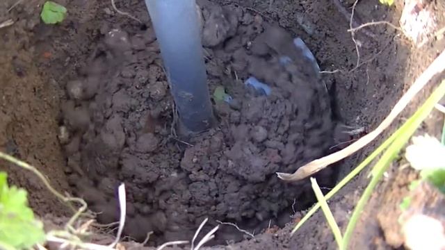 Сажаем розы из питомника Братья Топалович смотреть онлайн