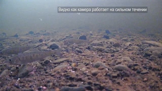 Работа камеры FocusFish 2021 на течении, горная река, хариус. Подводные съёмки. смотреть онлайн