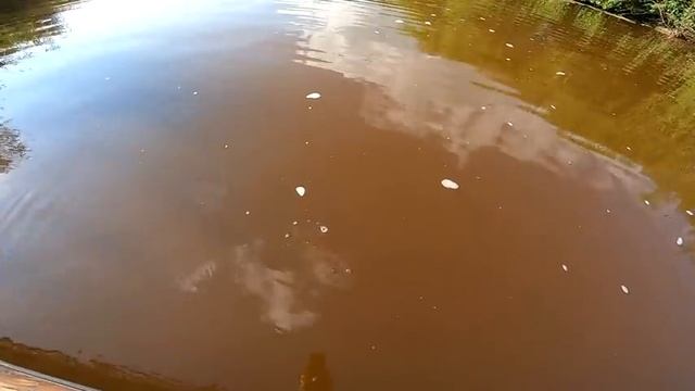 УДАЧНАЯ и КРАСИВАЯ РЫБАЛКА НА КАСТИНГОВУЮ СЕТЬ. НАКИДКА СНОВА ВЫРУЧАЕТ! ВЗЯЛ ХОРОШЕГО ЖЕЛТОПУЗОГО! смотреть онлайн