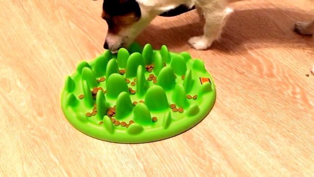 Джек Рассел Эмми и Миска интерактивная Northmate "Green Mini" для маленьких собак смотреть онлайн
