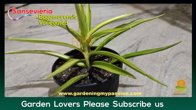 Bagamoyensis | Sansevieria Bagamoyensis | My Sansevieria Collection | Plant No 21 смотреть онлайн