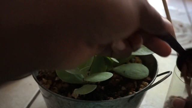 Fungus Gnats On my Succulent смотреть онлайн