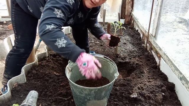 ?Высадка высокорослых томатов в теплицу, в грунт? смотреть онлайн