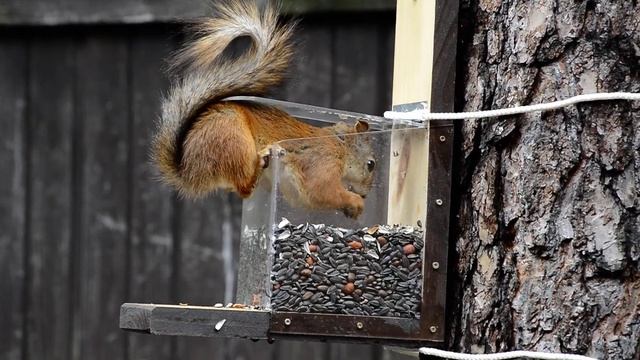 Кормушка для белки от Арт Кормушки! смотреть онлайн