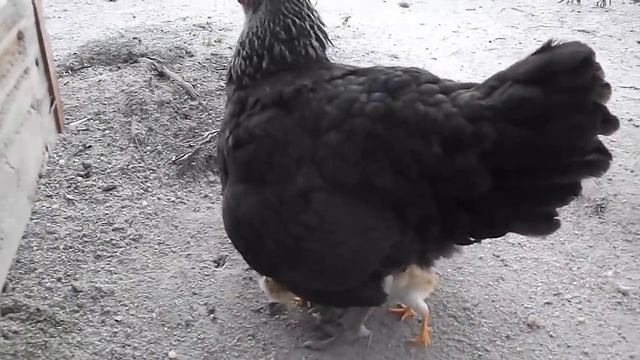 Сколько цыплят помещается под курицей? смотреть онлайн