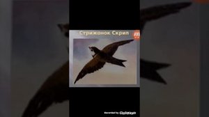 Сказка "Стрижонок Скрип" В.П.Астафьев.