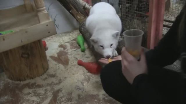 Репортаж о парке "Сокольники" смотреть онлайн