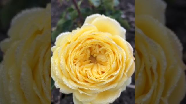 Роза спрей Каталина(Сatalina) Нидерланды 2016г. смотреть онлайн