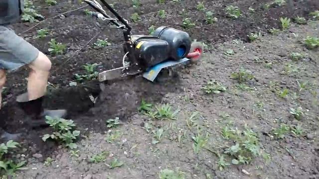 Электрокультиватор Нева ЭК 100-1,5. Окучивание картофеля.