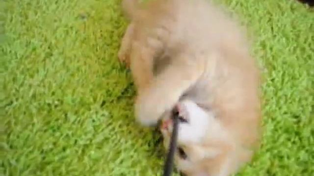 Норвежский лесной кот Bernard. Питомник Foresterra смотреть онлайн