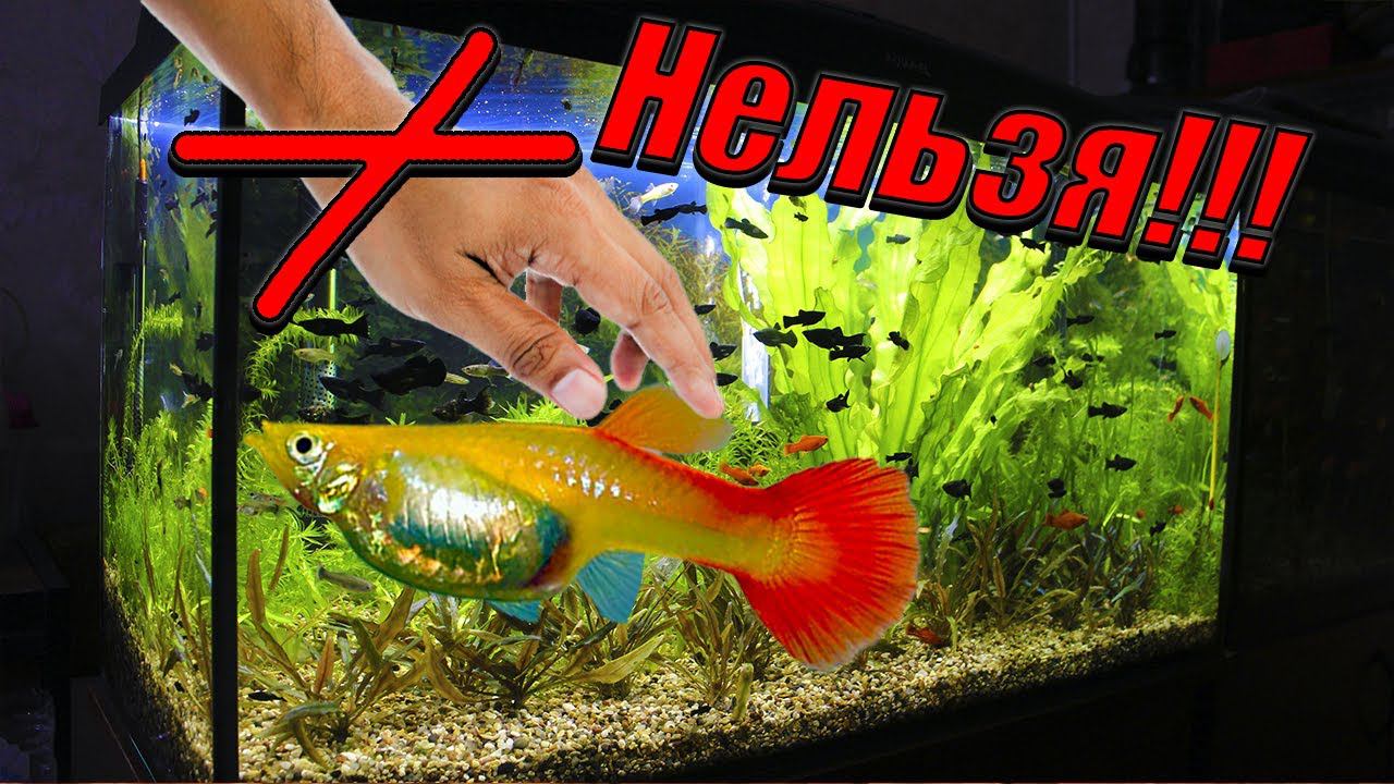 Почему нельзя трогать аквариумных рыбок руками! смотреть онлайн
