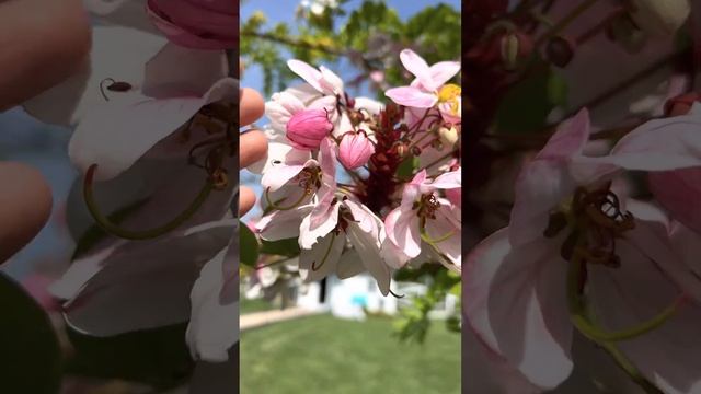 Cassia javanica, also known as Java cassia, pink shower, apple blossom tree ? #plant #trees смотреть онлайн