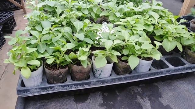 Обзор теплиц!!!. Есть вегетативный черенок на продажу!!! смотреть онлайн