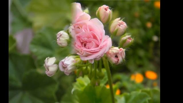 Millfield Rose пеларгония смотреть онлайн
