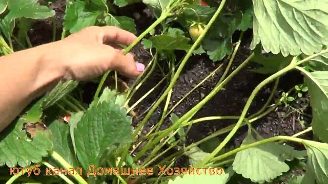 СИБИЛЛА//Земляника в Сибири смотреть онлайн