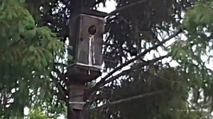 Скворцы кормят птенцов в скворечнике