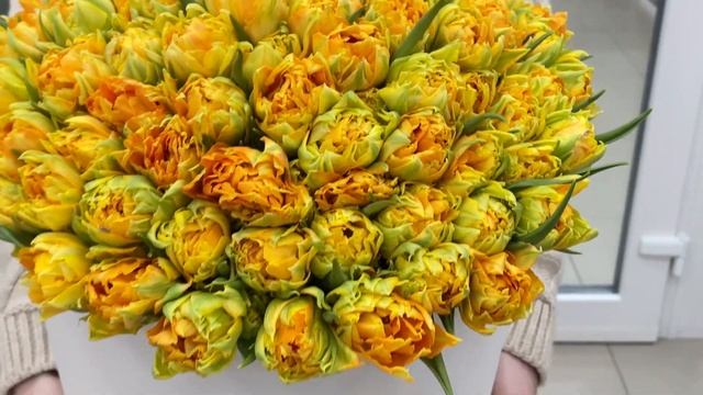 101 пионовидный тюльпан Орка в коробке смотреть онлайн