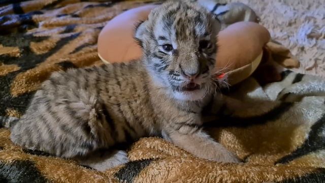 Тигрята почти открыли глаза/cubs open their eyes for the first time lll 5 выпуск смотреть онлайн