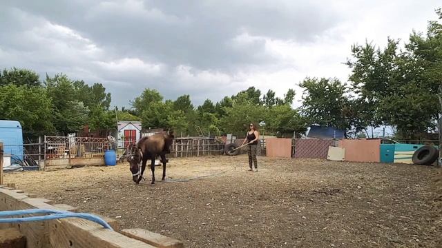 Лошадь лягается. Что делать, как быть ? смотреть онлайн