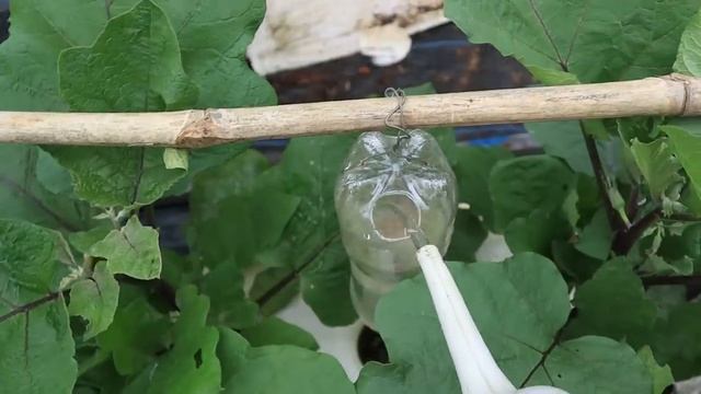 Дневник выращивания баклажанов в мешке по-новому смотреть онлайн