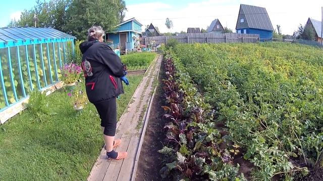 Свекла Способ выращивания и хранения смотреть онлайн