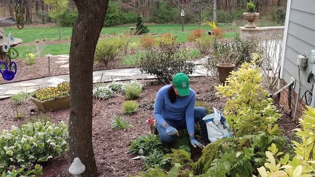 Diamonds in the Garden - An Experiment | Gardening with Creekside смотреть онлайн