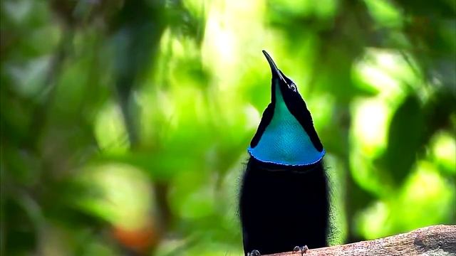 САМЫЕ РЕДКИЕ ЖИВОТНЫЕ В МИРЕ смотреть онлайн