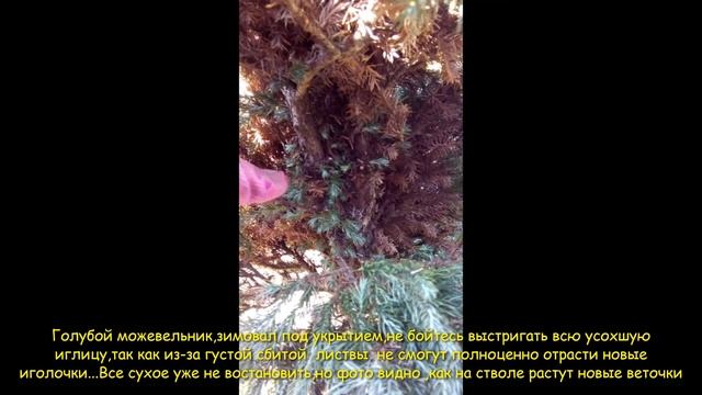 обрезка можжевельника
