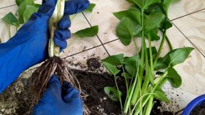 Калла Эфиопская. Смена грунта и уход.