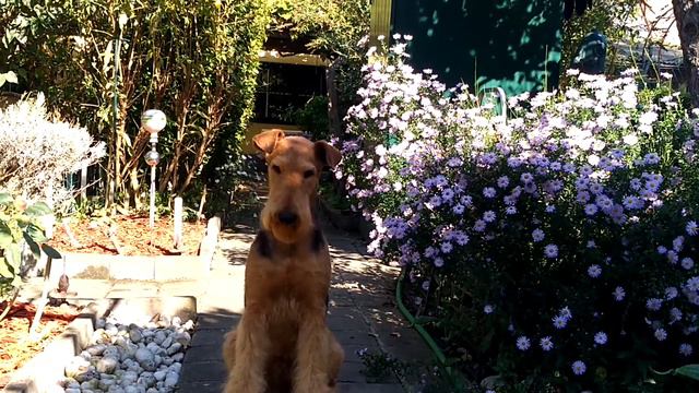 Dog´s Live: Мы немного подросли и опять гулять пошли смотреть онлайн