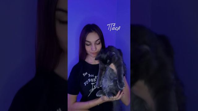 ЖИЗНЬ С МЕЙН-КУНОМ И СИБИРЯКОМ| РОСКОШЬ #cats #top #news #мейнкункотята смотреть онлайн