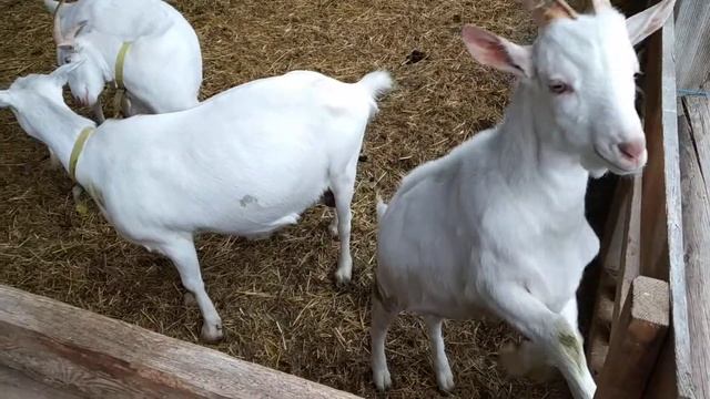 Белые породистые козы. Ферма белых козлят.дети и козы. Австрия ферма коз. Ziege weiß. смотреть онлайн