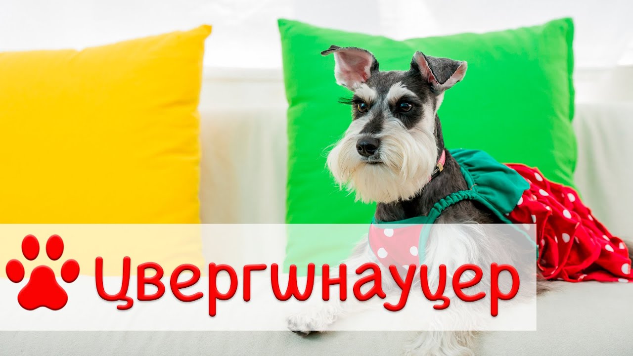 Цвергшнауцер | Характер, содержание и воспитание смотреть онлайн
