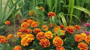 Что творят БАРХАТЦЫ с телом? 90% людей ДАЖЕ НЕ ЗНАЮТ о применении БАРХАТЦЕВ