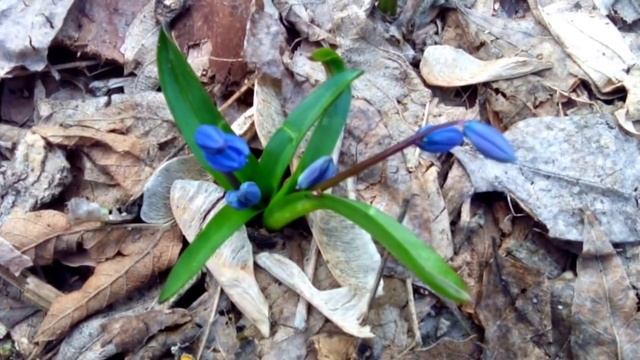 Scilla Sibirica All Photos пролески фото