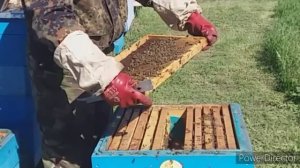 Простой способ перевода пчёл с рамки 300 на рамку 145.