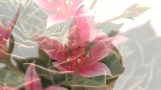 Graptopetalum bellum смотреть онлайн