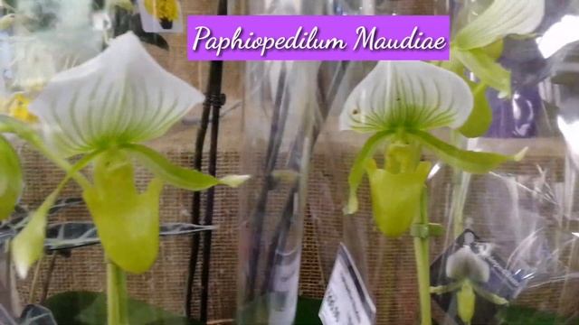 Paphiopedilum Maudiae смотреть онлайн
