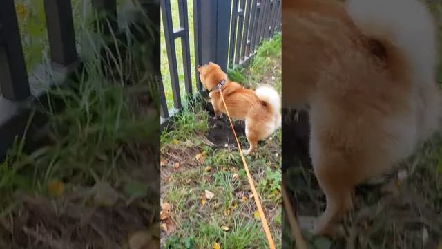 ?? Как голова застряла у собаки, породы сиба-ину...искала мышку ? собака улыбака настоящий охотник? смотреть онлайн