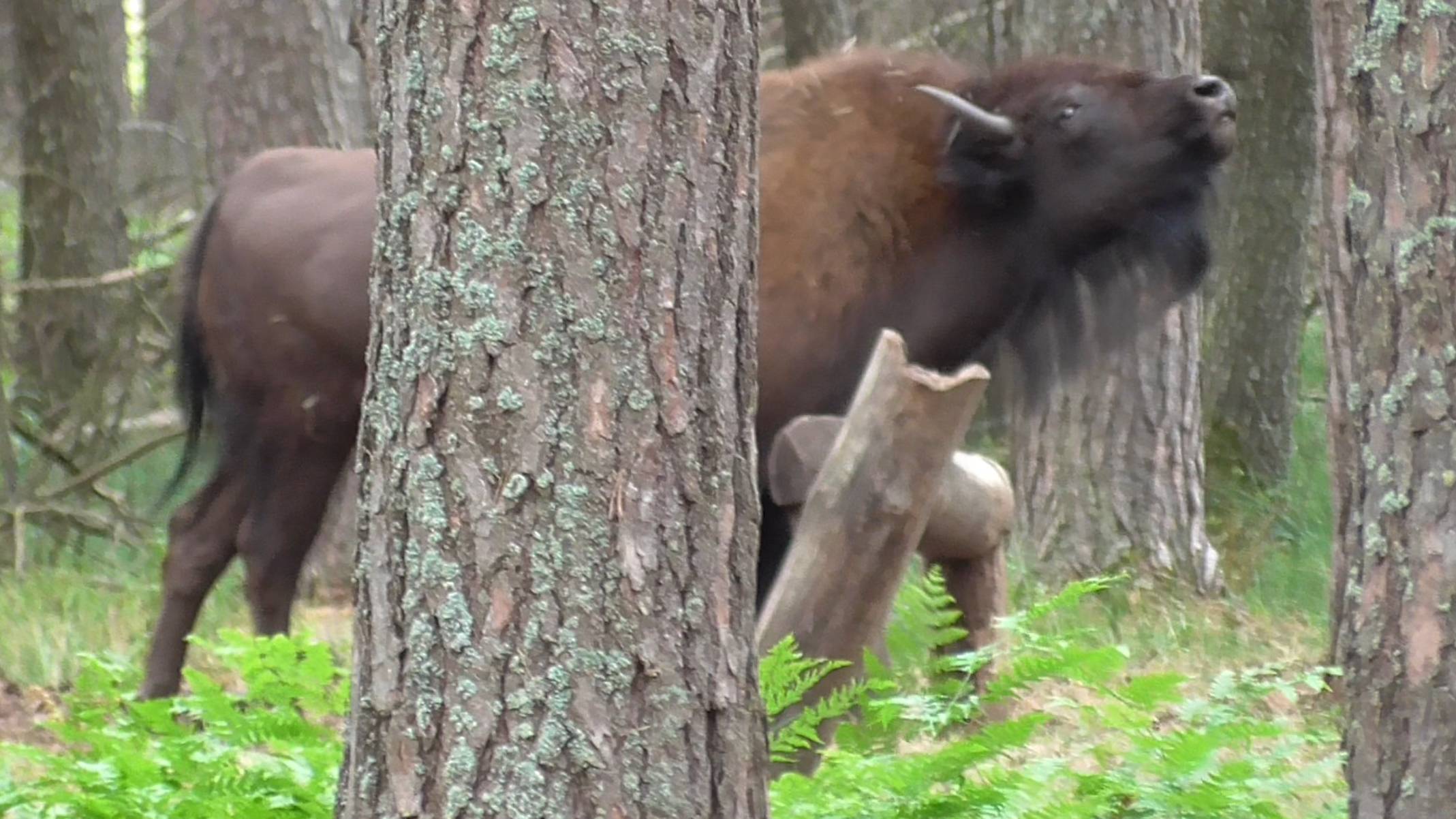 Стадо бизонов смотреть онлайн