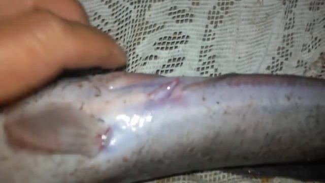 Как отличить самца от самки клариевого сома! How to distinguish males from females cleavage soma смотреть онлайн
