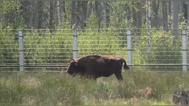 "Экотуризм по-белорусски" смотреть онлайн