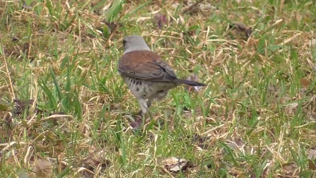 Витьба(3) смотреть онлайн